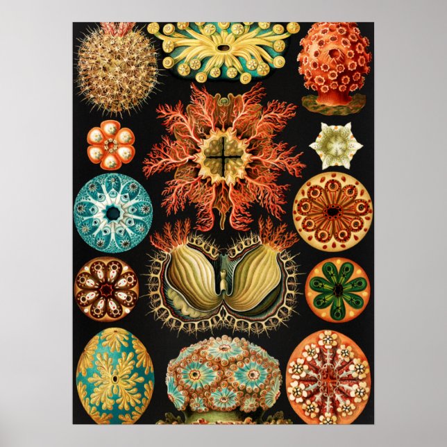 Poster Ascidiae, Seescheiden Marine Life, por Ernst Haeck (Frente)
