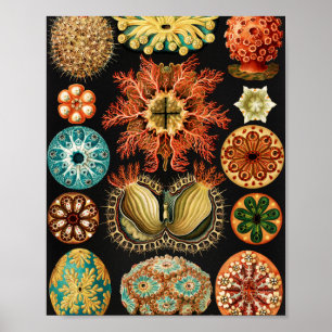 Poster Ascidiae, Seescheiden Marine Life, por Ernst Haeck