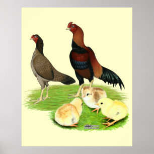 Poster Aseel Wheaten Chicken Family