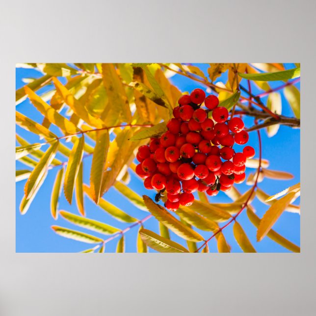 Póster Ashberry (Frente)