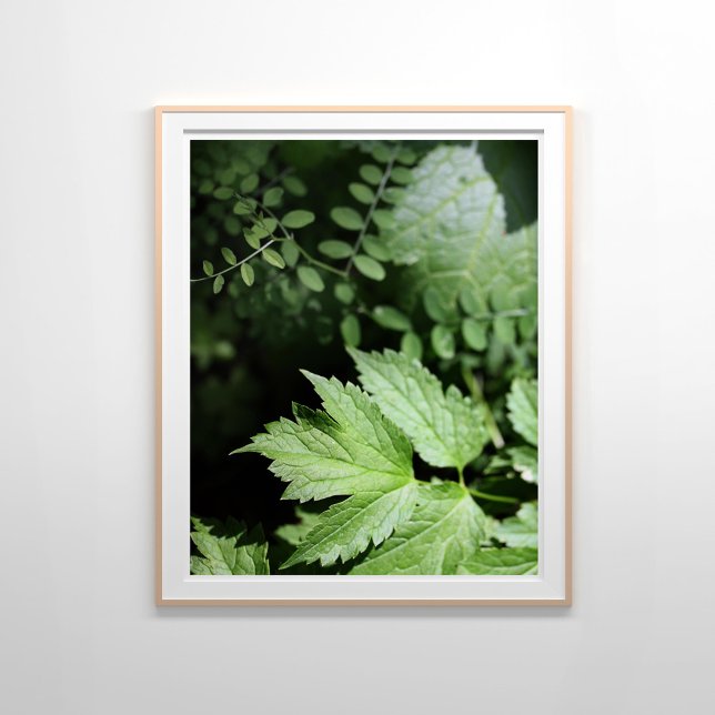 Poster Ashland Ferns na Fotografia Florestal (Criador carregado)