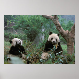 Póster Ásia, China, Santuário do Panda Gigante de Chengdu