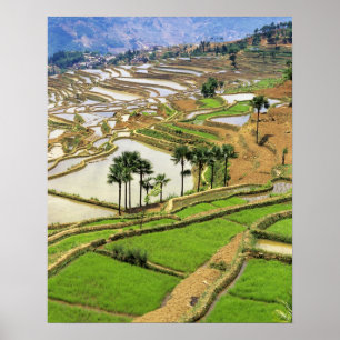Póster Ásia, China, Yunnan, Honghe.  Terraços de arroz pe