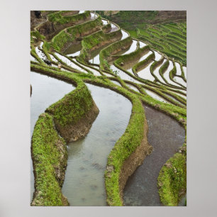 Póster Ásia, China, Yunnan, Yuanyang. Arroz inundado