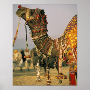 Poster Ásia, Índia, Pushkar. Camelo Shamu, Pushkar