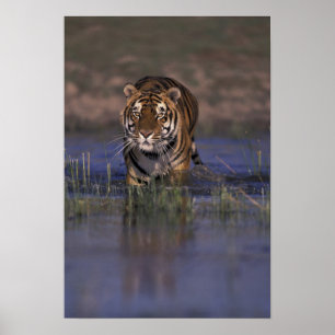 Póster ÁSIA, Índia Tigre andando pela água