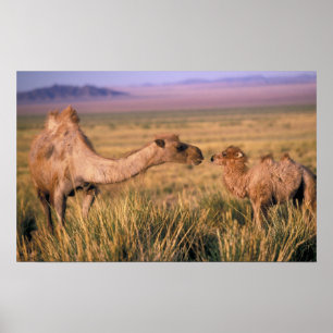 Póster Ásia, Mongólia, Deserto de Gobi, Grande Gobi