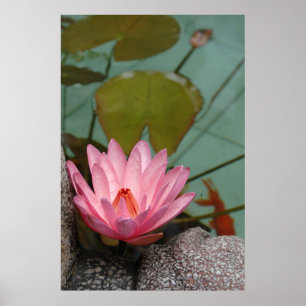 Póster Asia, Vietnam. Water lily in a temple pond