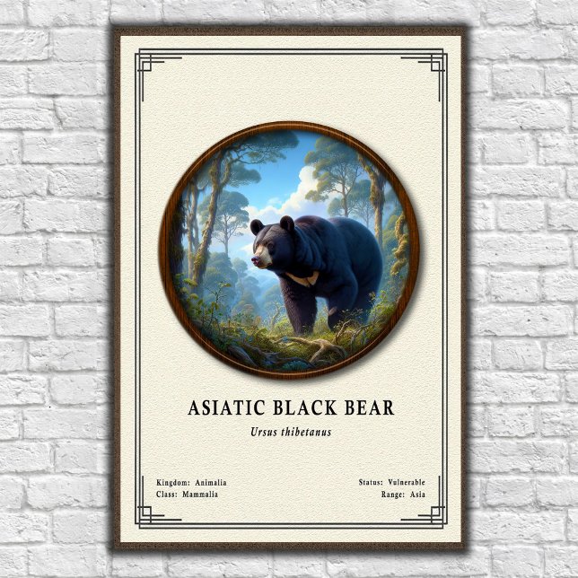 Poster Asiatic Black Bear Zoology Series (Criador carregado)
