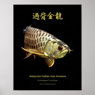 Póster Asiático Arowana "Tipo de Ouro"の ポ ス タ ー