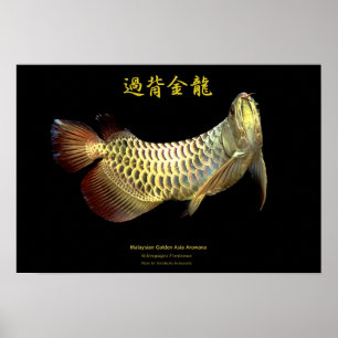 Póster Asiático Arowana "Tipo de Ouro"の ポ ス タ ー,N.º 02