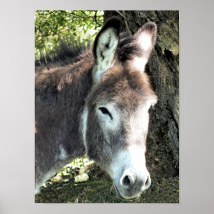 PÓSTER ASNO