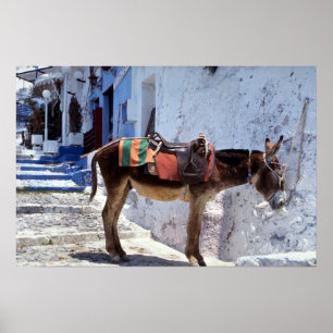Póster Asno, Fira Santorini, piscina