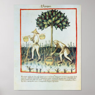 Póster Asparagus Pickers, 13th century