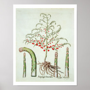 Póster Aspargo comum na flor e na fruta, do 'Ho