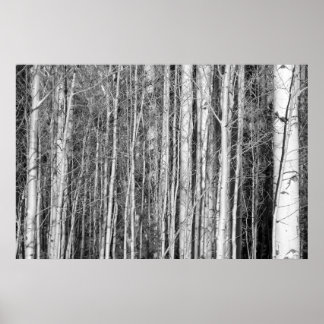 Póster Aspen Forest