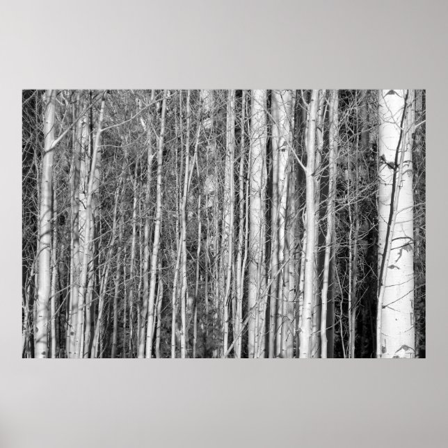 Póster Aspen Forest (Frente)