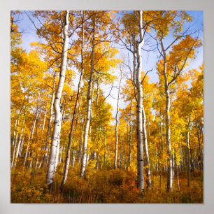 Poster Aspen Groove Yellow Fall Folies