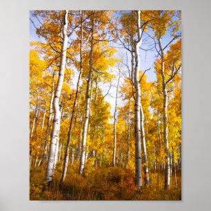 Poster Aspen Groove Yellow Fall Leaves