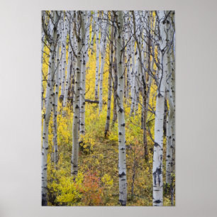 Poster Aspen grove in peak fall color in Glacier