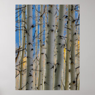 Poster Aspen Groves Montanhas Colorado Rocky