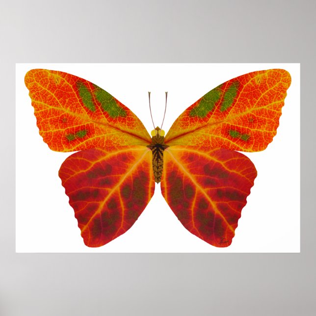 Poster Aspen Leaf Butterfly 2 (Frente)