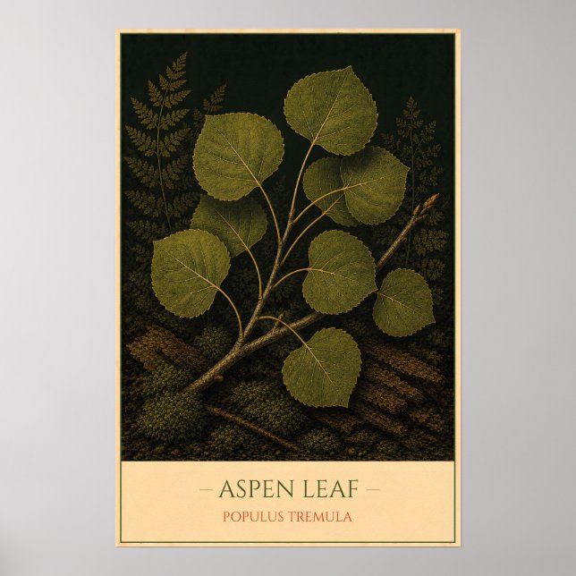 Poster Aspen Leaf – Vintage Botanical Illustration (Frente)