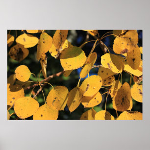 Poster Aspen Poplar Leaves in Autumn