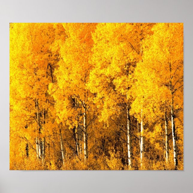 Poster Aspen Trees no Colorado (Frente)