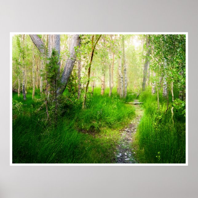 Poster Aspens and Lush Grasses at Convict Lake (Frente)