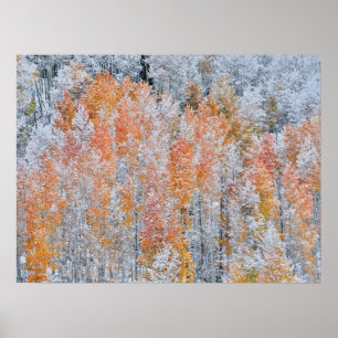Poster Aspens & Neve   Montanhas Rochosas, Colorado