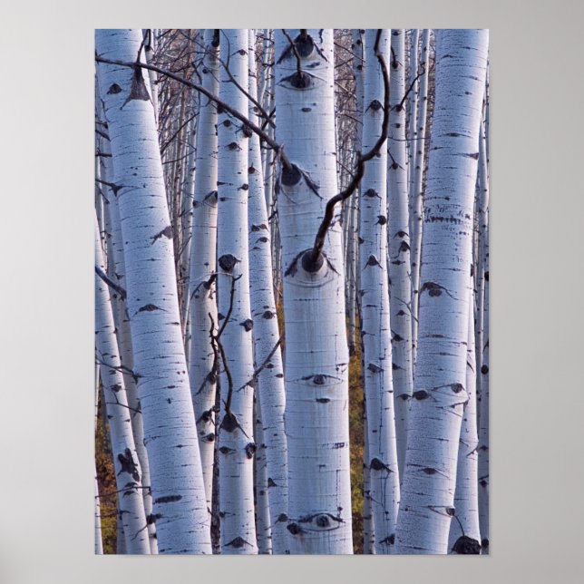 Póster Aspensos No Parque Nacional De Gunnison (Frente)