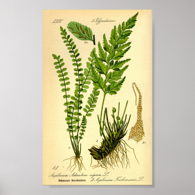 Poster Asplênio (Asplenium trichomanes) (Frente)