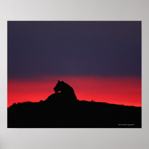 Póster Assento da leoa (Panthera leo), no por do sol,
