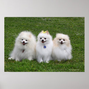 Poster Assento de 3 Pomeranians
