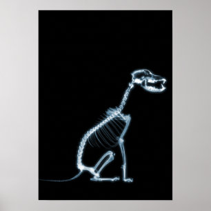 PÓSTER ASSENTO DE ESQUELETO DO CÃO DO RAIO X - AZUL &