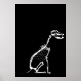 PÓSTER ASSENTO DO ESQUELETO DO CÃO DE FILHOTE DE CACHORR