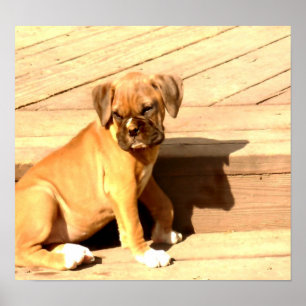 Poster Assento do filhote de cachorro do pugilista da