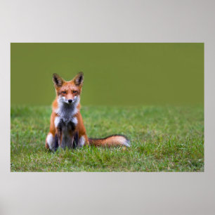 Póster Assento do Fox vermelho