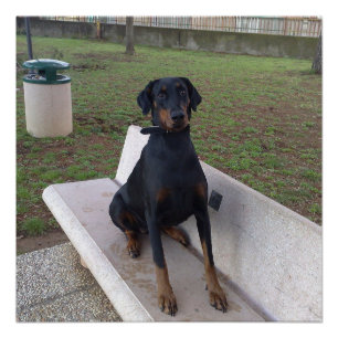Póster assento do pincher do doberman
