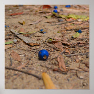 Poster Assinado Fallen Blueberry