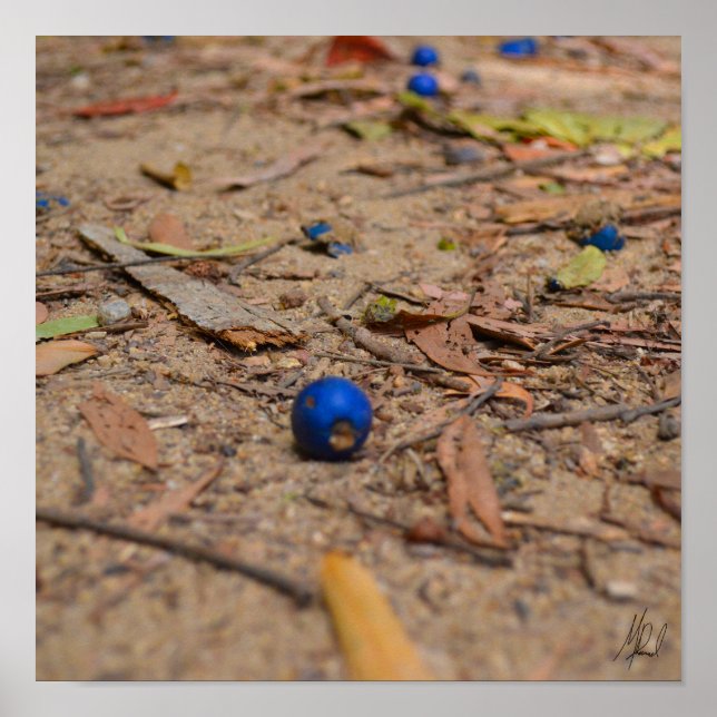Poster Assinado Fallen Blueberry (Frente)