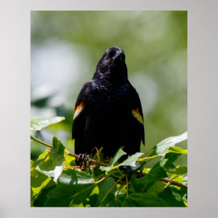 Poster Assistindo