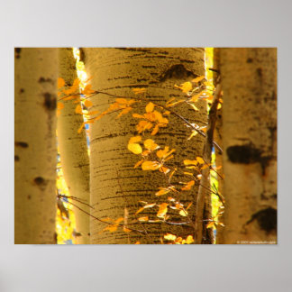 Póster Assume o Fechamento