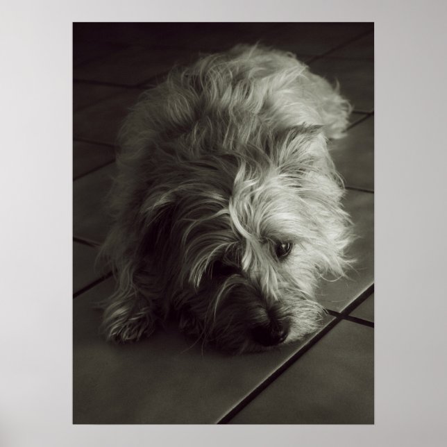 Poster assustador do Cairn terrier (Frente)