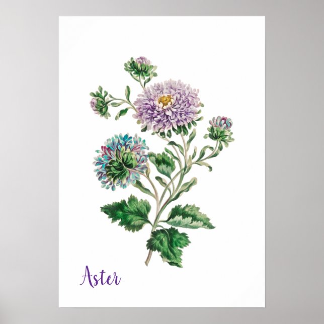 Poster Áster Botânico em Aquarela Azul e Roxo (Frente)