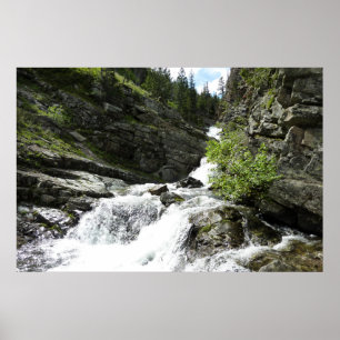 Poster Aster Creek no Parque Nacional Glacier
