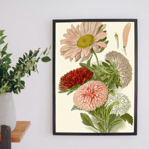 Poster Áster da China – Exquisita Botânica Floral Vintage