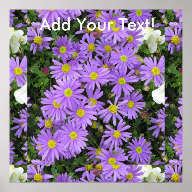Póster Aster Purple Yellow Green (Frente)
