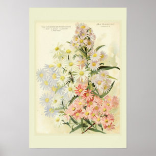 Poster Ásteres (margarida de Michaelmas)